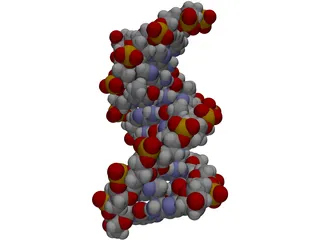 B-DNA 3D Model preview