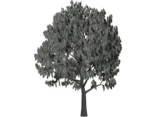 Acacia Tree 3D Model preview