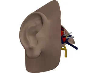 Ear 3D Model preview