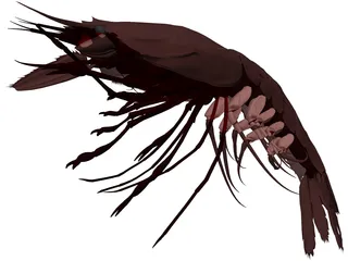 Large Red Prawn 3D Model preview