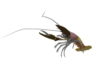 Lobster (Homarus Gammarus) 3D Model preview