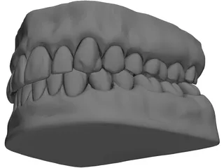 Teeth and Gums 3D Model preview