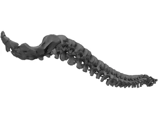 Vertebral Column and Spinal Cord 3D Model preview