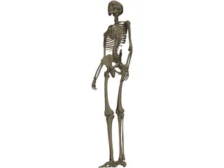 Skeleton Female 3D Model preview