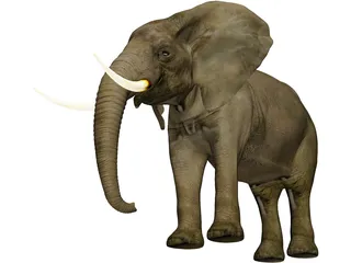 Elephant African Male 3D Model preview