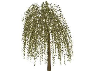 Willow Tree 3D Model preview