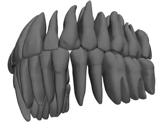 Teeth 3D Model preview