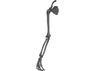 Arm Bone 3D Model preview