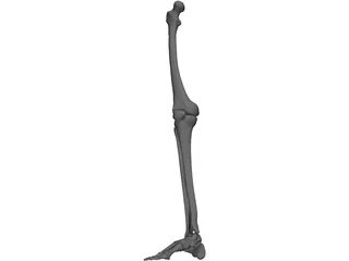 Leg Bone 3D Model preview