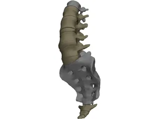 Lumbar Vertebrae Sacrum And Coccyx 3D Model preview