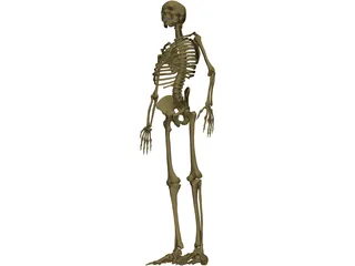 Skeleton Male 3D Model preview