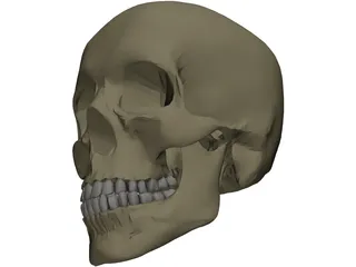 Skull Male 3D Model preview