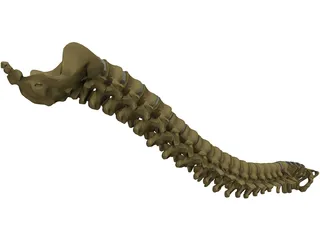 Vertebral Column 3D Model preview