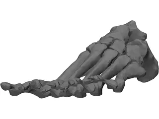 Foot Bone Left 3D Model preview