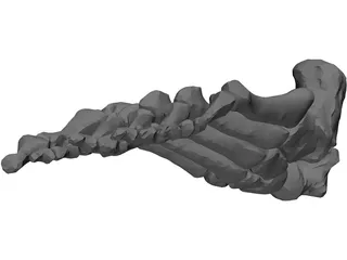 Foot Bone Right 3D Model preview