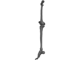 Leg Right 3D Model preview
