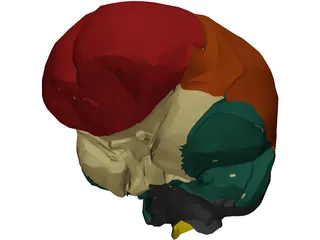 Dura Mater 3D Model preview