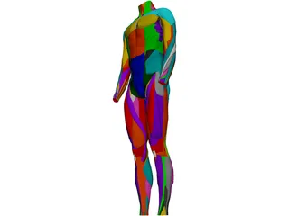 Surface Muscles Male 3D Model preview