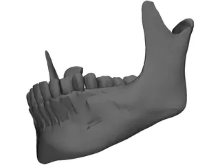 Jaw Lower 3D Model preview