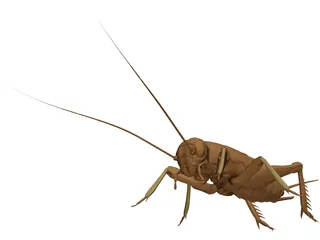 Cricket 3D Model preview