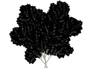 Acacia 3D Model preview