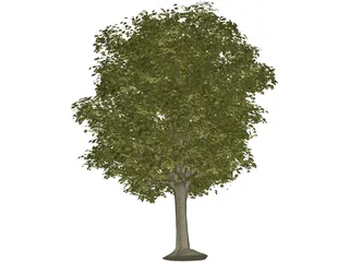 Maple Tree 3D Model preview