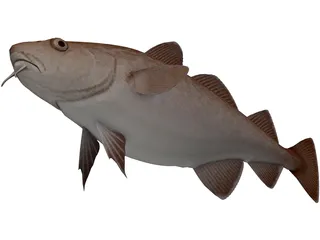 Pacific Cod 3D Model preview