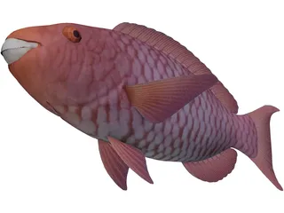 Red Parrotfish 3D Model preview