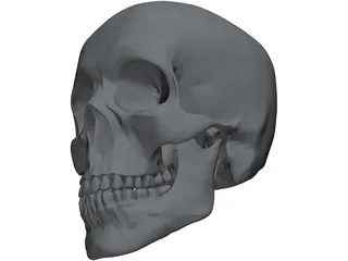 Skull 3D Model preview
