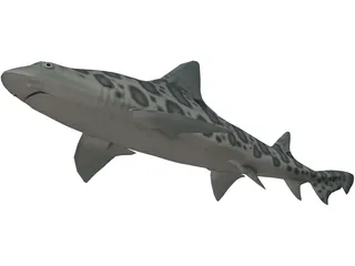 Leopard Shark 3D Model preview