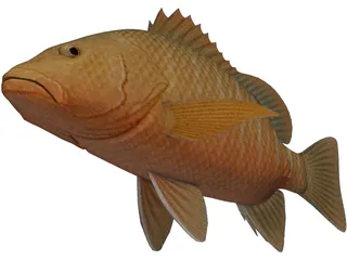 Mangrove Red Snapper 3D Model preview