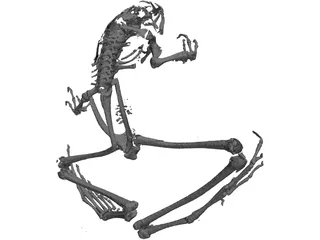 Frog Skeleton 3D Model preview