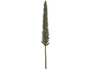 Corn Ear 3D Model preview