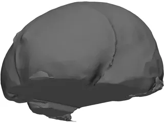 Brain 3D Model preview
