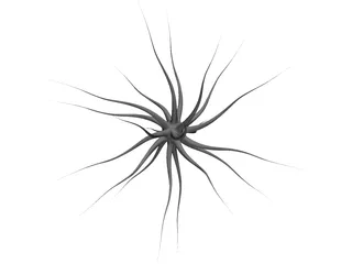 Neuron 3D Model preview