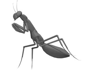 Praying Mantis 3D Model preview