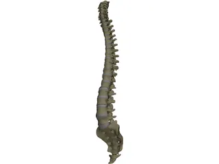 Vertebral Column 3D Model preview