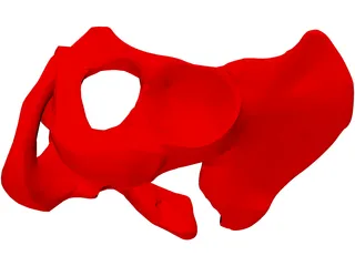 Pelvis Male 3D Model preview