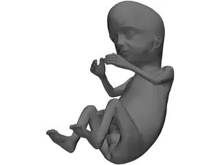Fetus 12-Week 3D Model preview