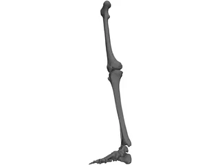 Leg Bone Female Right 3D Model preview