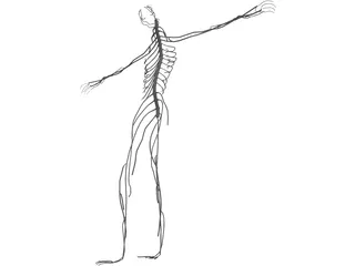 Nervous System 3D Model preview
