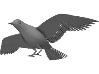 Dove Rock Pigeon 3D Model preview