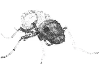 Fly Hair 3D Model preview