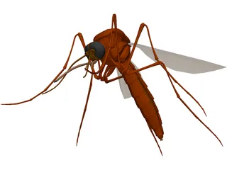 Mosquito 3D Model preview