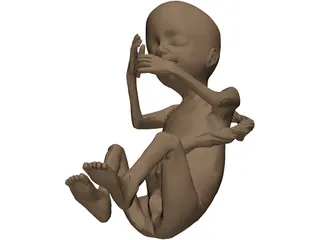 Fetus 3D Model preview