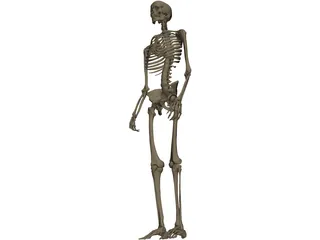 Skeleton Male 3D Model preview
