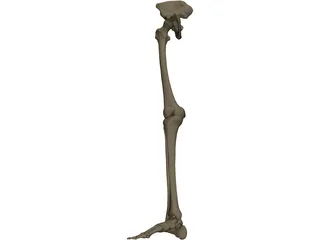 Leg Bone Right 3D Model preview