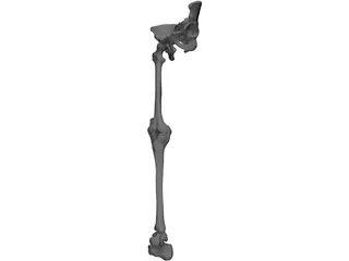 Leg Bone, Knee Joint and Pelvis 3D Model preview