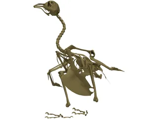 Pigeon Skeleton 3D Model preview