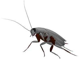Cockroach 3D Model preview
